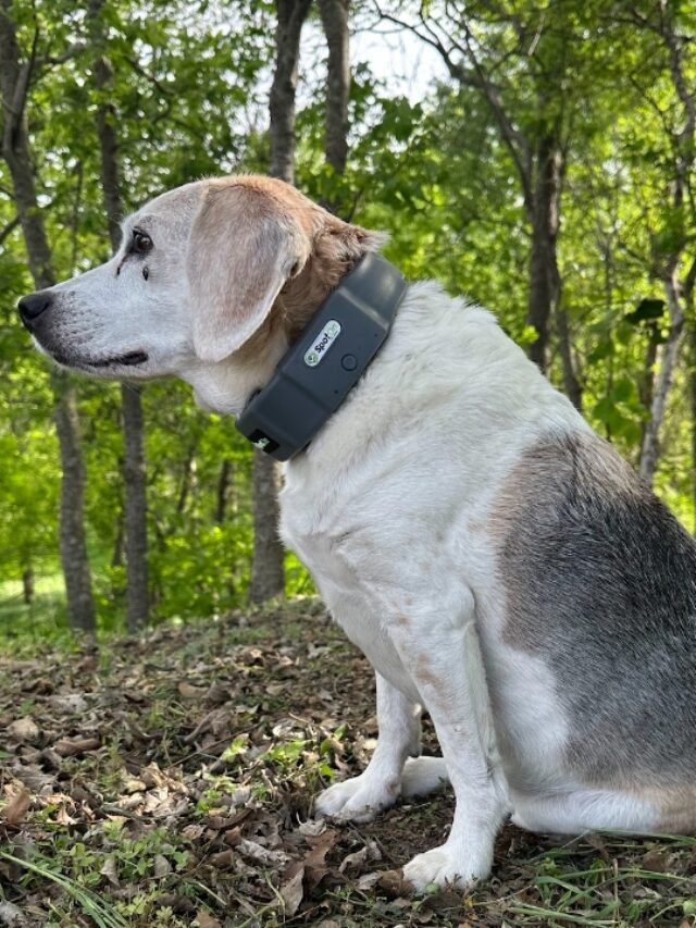 How Does a Wireless Dog Fence Work